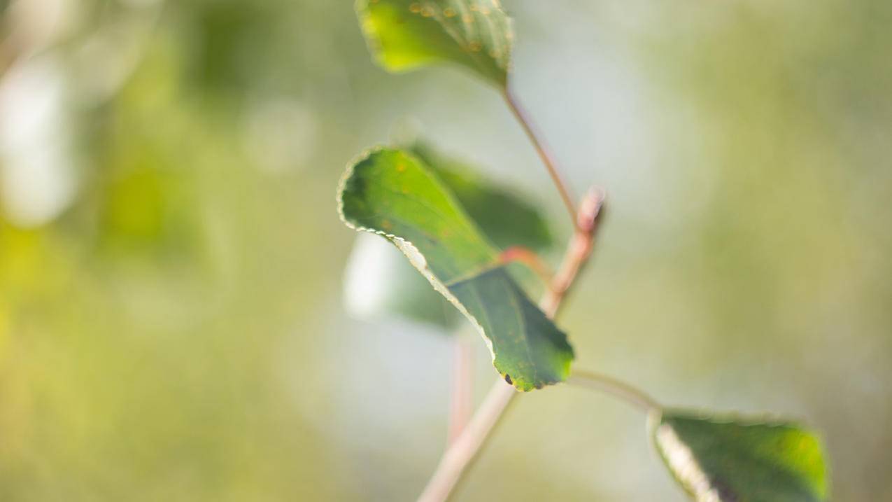 越南appleid余额可以充话费吗 - 各区苹果ID - 55dz账号网