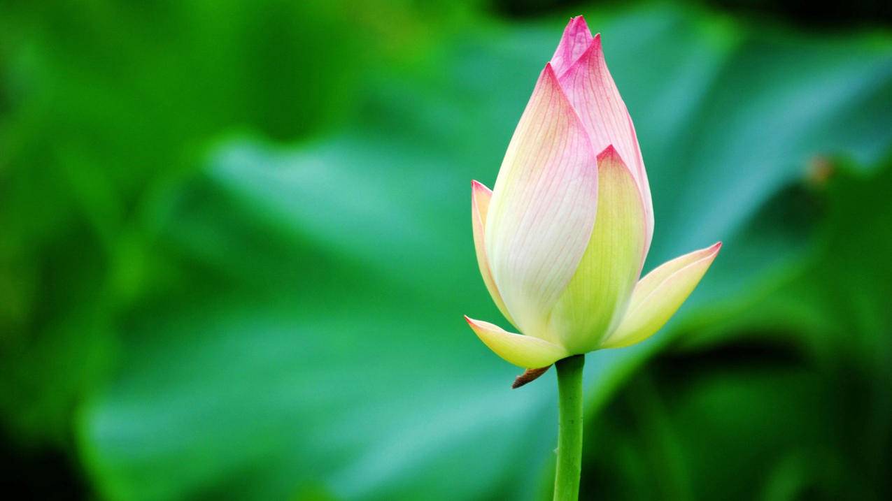 美国2022年4月绿卡排期发布，EW-3排期再次前进31天，其他类别无变化 - Apple ID相关 - 55dz账号网