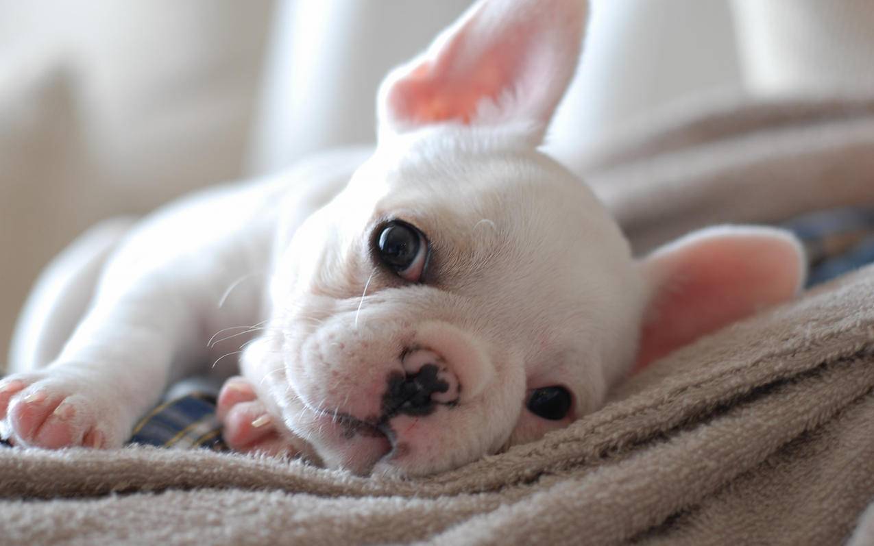 苹果手机id有什么作用 ， 苹果手机ID的作用是哪些  - 55dz账号网