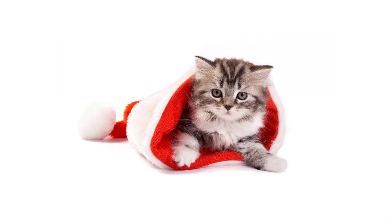 怎么弄一个appleid_怎么弄一个企业邮箱 - 各区苹果ID - 55dz账号网