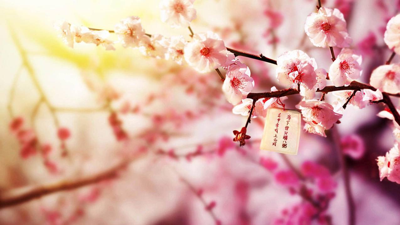 苹果6手机的appleid忘记了怎么办_苹果6 id忘了怎么办 - 各区苹果ID - 55dz账号网