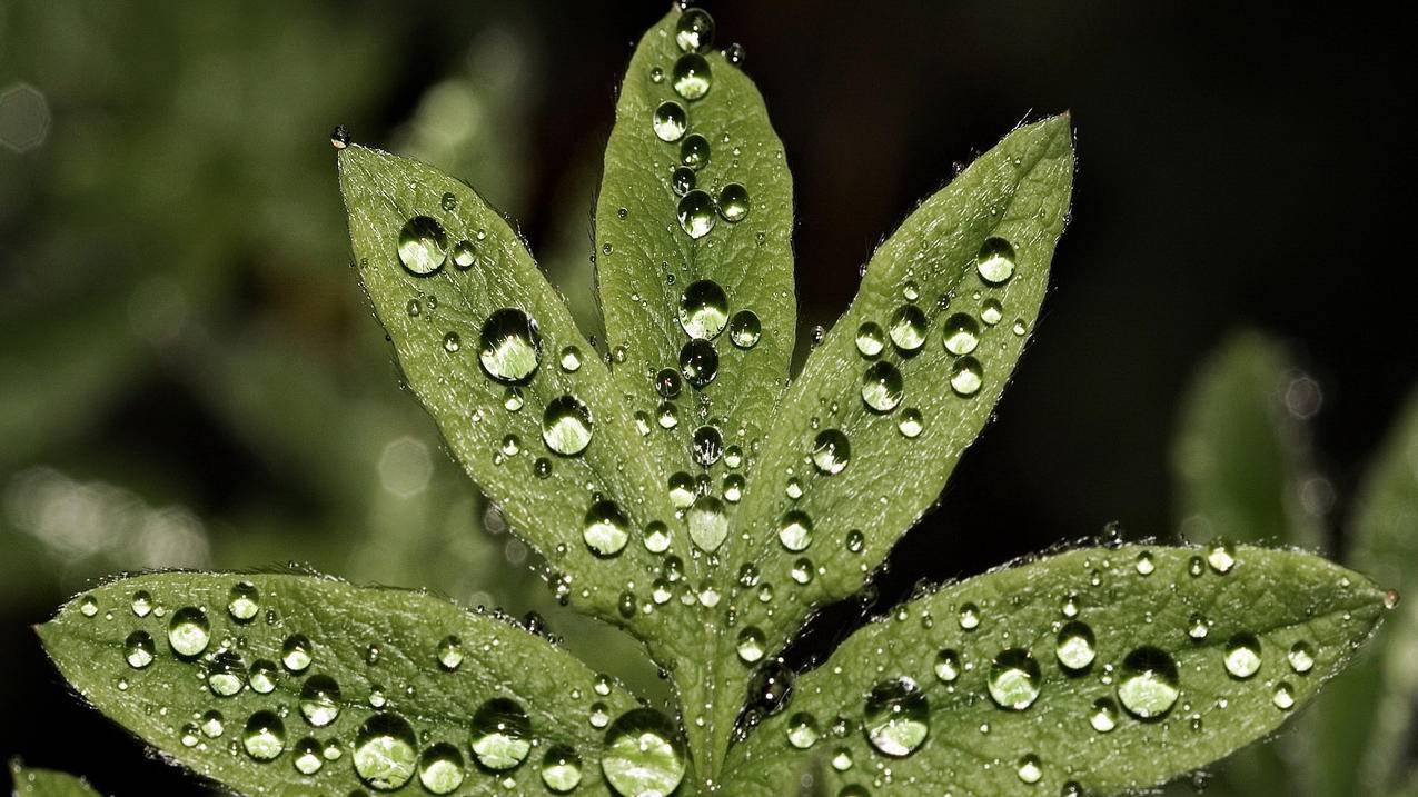 苹果ID锁了,密码忘了 重置密码,要13天以后才可以恢复,怎么回事,真的可以恢复吗?求知道的回复 ， 苹果id重设密码但账号一直显示恢复中是什么原因?  - 55dz账号网