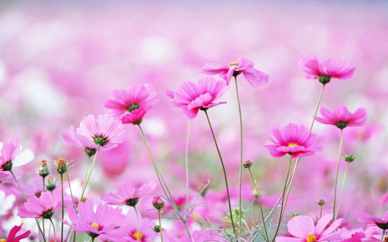 谷歌账户为什么收不到验证码?  ( 为什么注册谷歌账号收不到短信验证码? ) - 55dz账号网