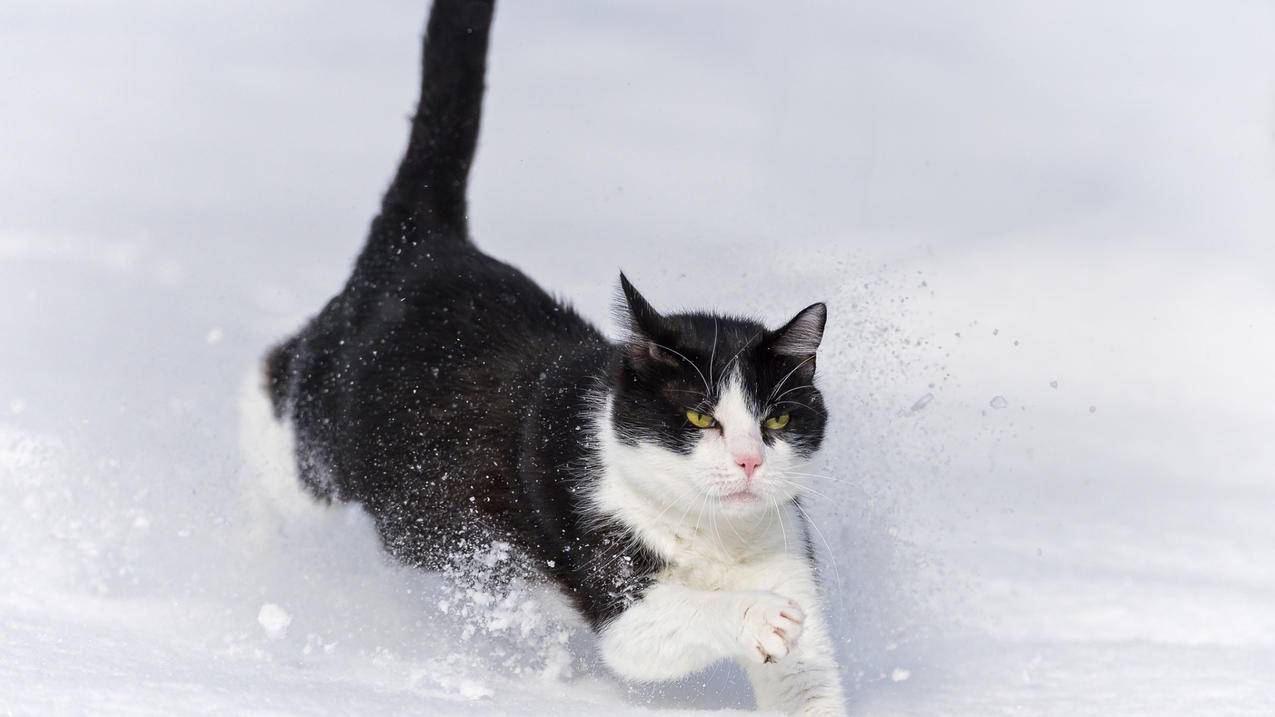 微博小号购买平台 - 抖音刷赞app 安卓版,抖音刷赞网站全网推广,1毛—万名片赞,凡人代