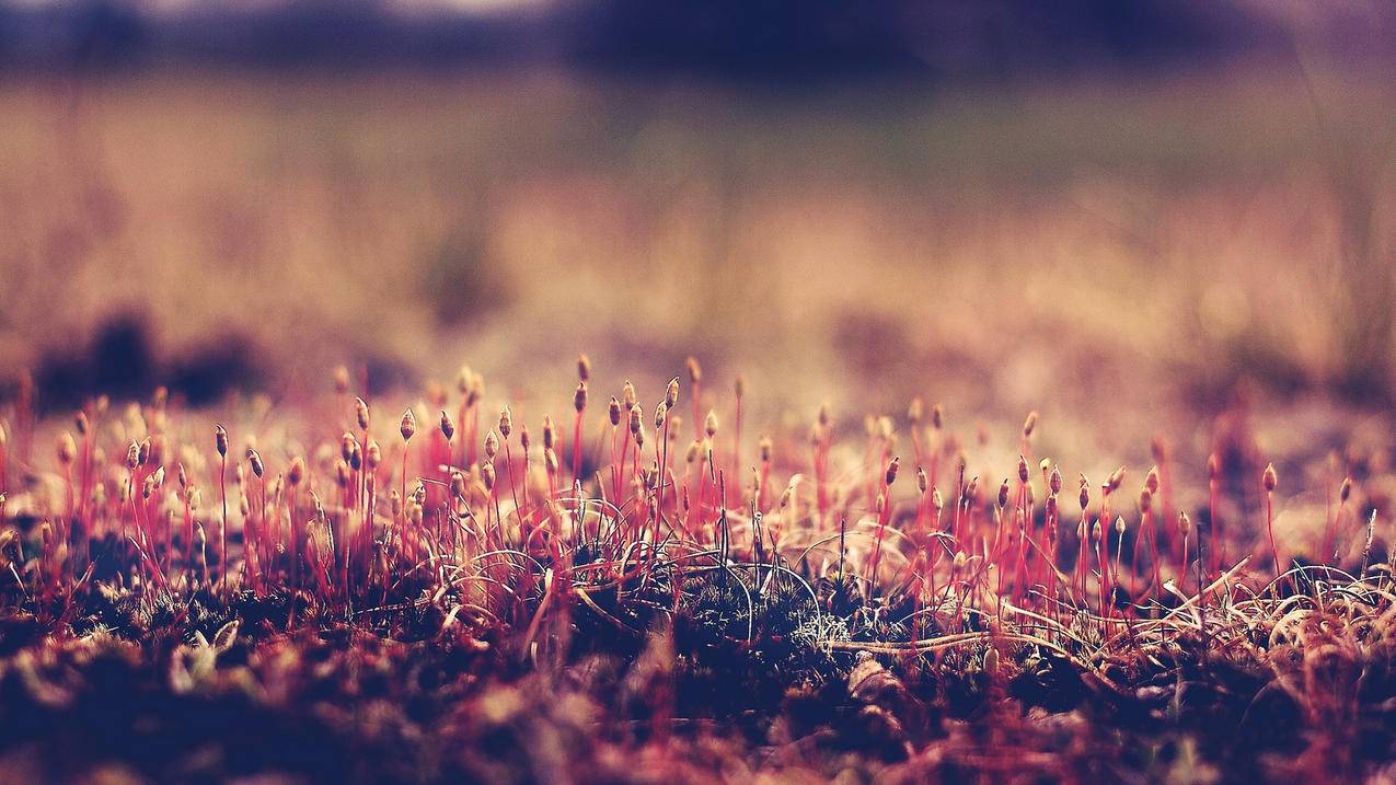 v2rayclash配置文件在线生成_v2ray配置转clash - clash相关 - 55dz账号网