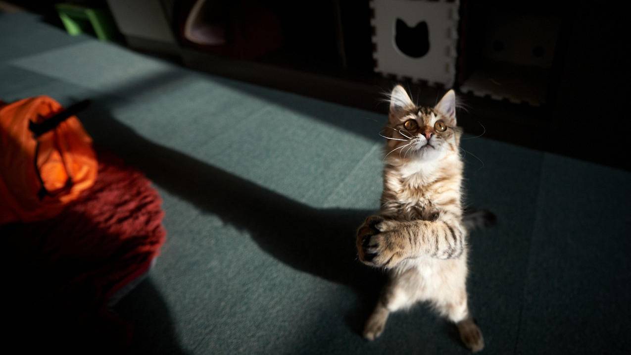 菲律宾苹果id电话怎么填写（菲律宾苹果id地址怎么填） - 各区苹果ID - 55dz账号网