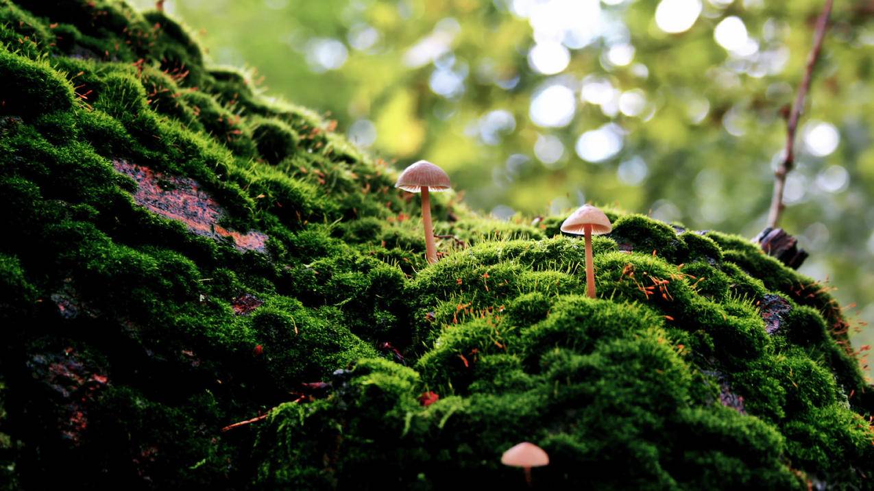 qq邮箱不能注册台湾苹果id_苹果注册邮箱不能用吗 - 台湾苹果ID - 55dz账号网