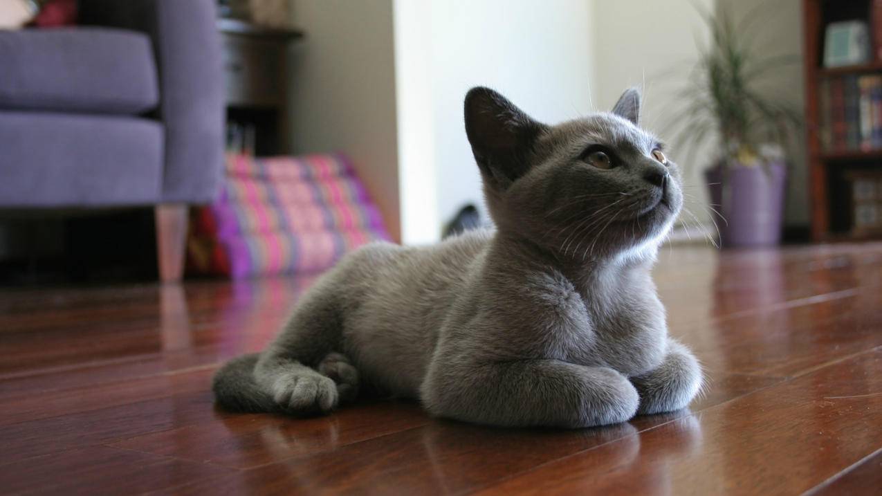 手机zoom怎么共享屏幕声音_手机zoom共享屏幕没有声音 - zoom相关 - 55dz账号网