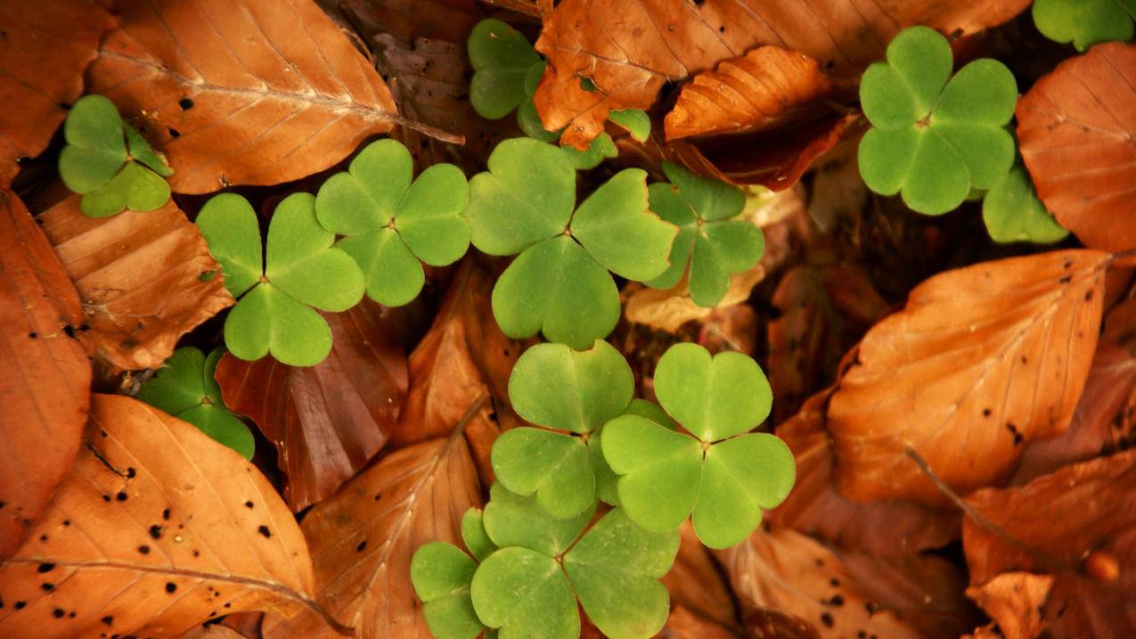 怎么注册appleid_苹果id怎么申请注册 - Apple ID相关 - 55dz账号网