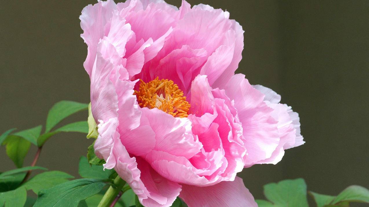 nba2kol2现役罗斯特训_nba2kol1罗斯 - IOS分享 - 55dz账号网