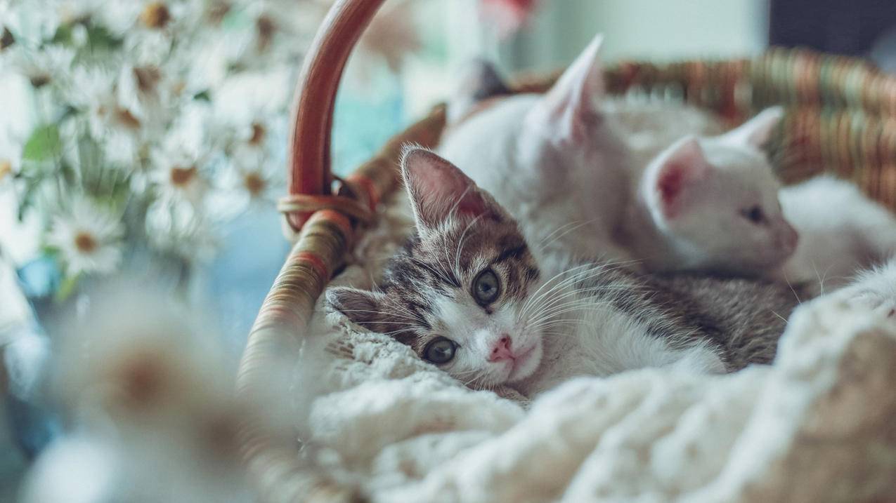 日区越南apple id礼品卡无法充值（越南苹果礼品卡） - 各区苹果ID - 55dz账号网