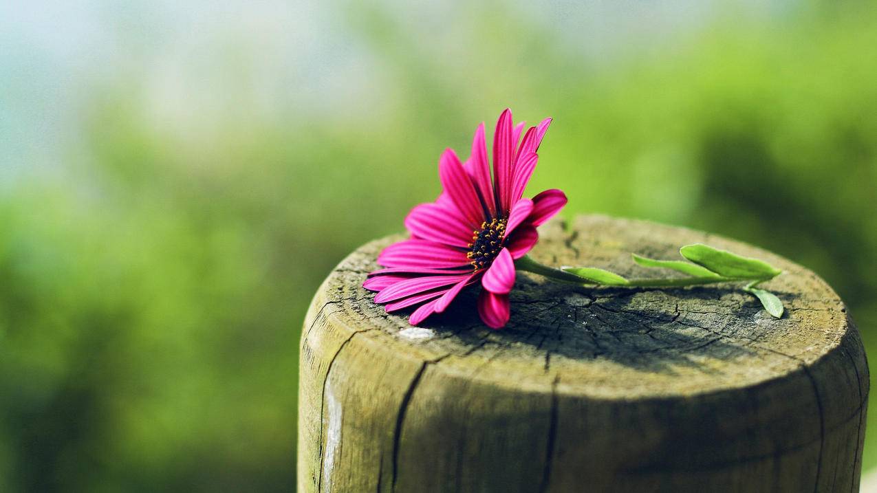 苹果创建越南appleid街道怎么选（apple id创建街道） - 各区苹果ID - 55dz账号网