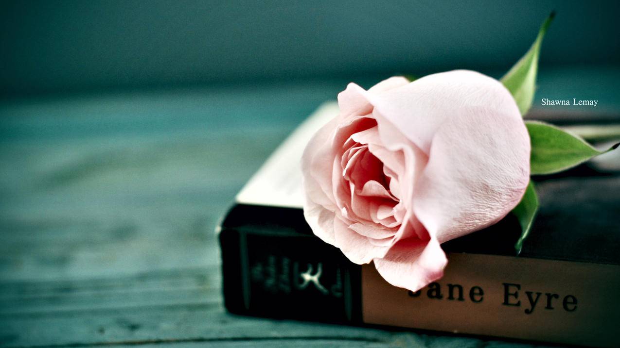 如何在小红书卖素材挣钱 - 网络资讯 - ks业务下单