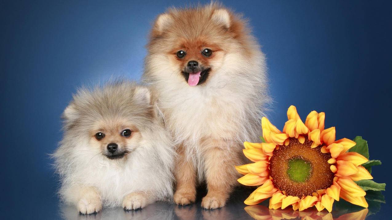 iCloud你在用了吗？ - Apple ID相关 - 55dz账号网