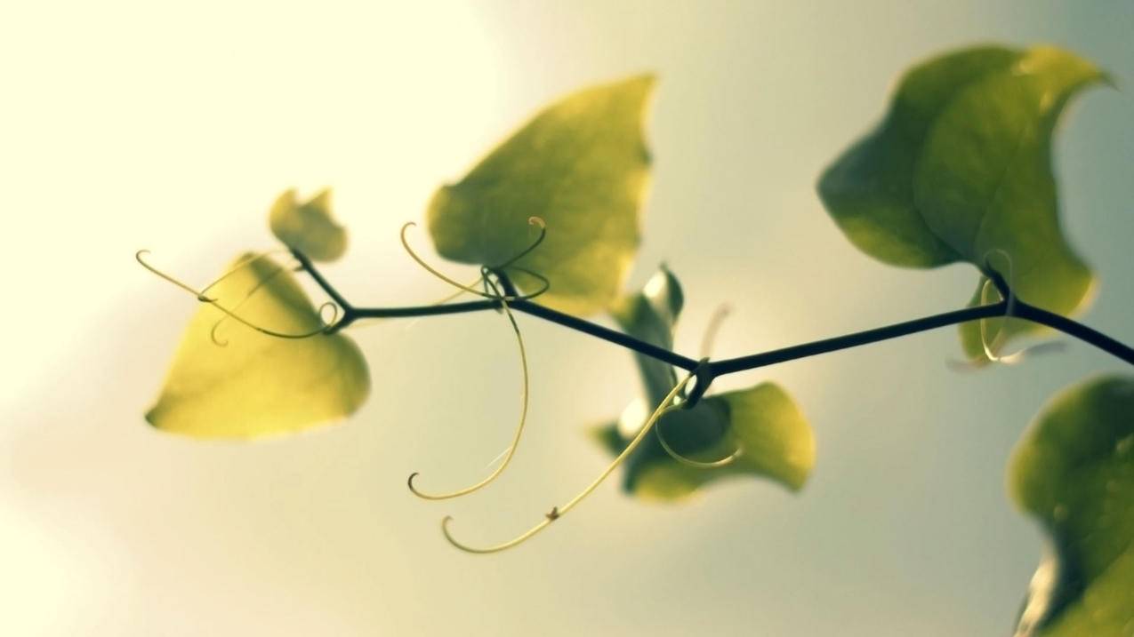 张艺兴油管播放量最高的MV_张艺兴油管播放量最高的MV - youtube相关 - 55dz账号网