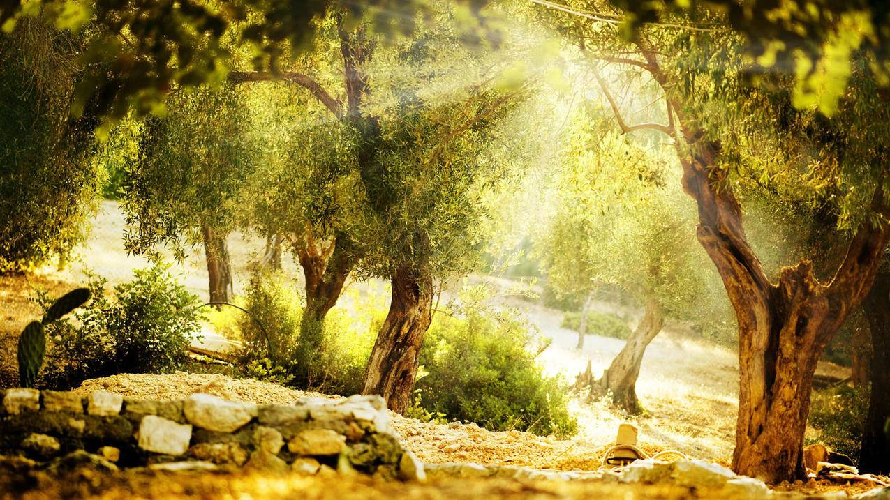 appleid登陆epic隐藏了邮箱登不上怎么办_appleid邮箱无法使用 - Apple ID相关 - 55dz账号网