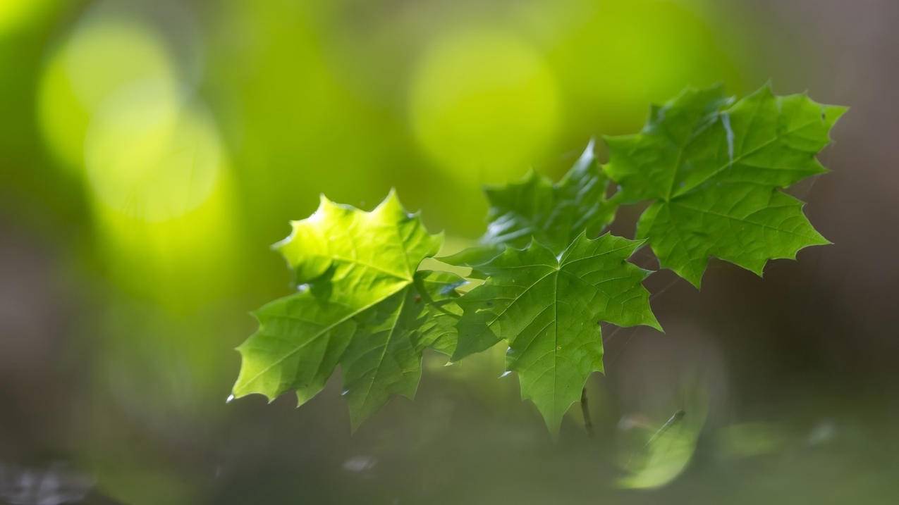 美服家政和天鹅到家什么关系_天鹅到家家政是真的吗 - 美国苹果ID - 55dz账号网