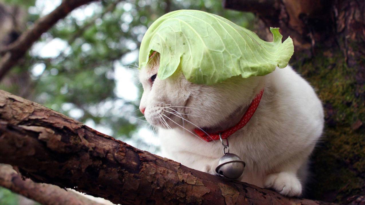 在服务中找不到googlechrome  ( chrome怎么设置不接受通知? ) - 55dz账号网