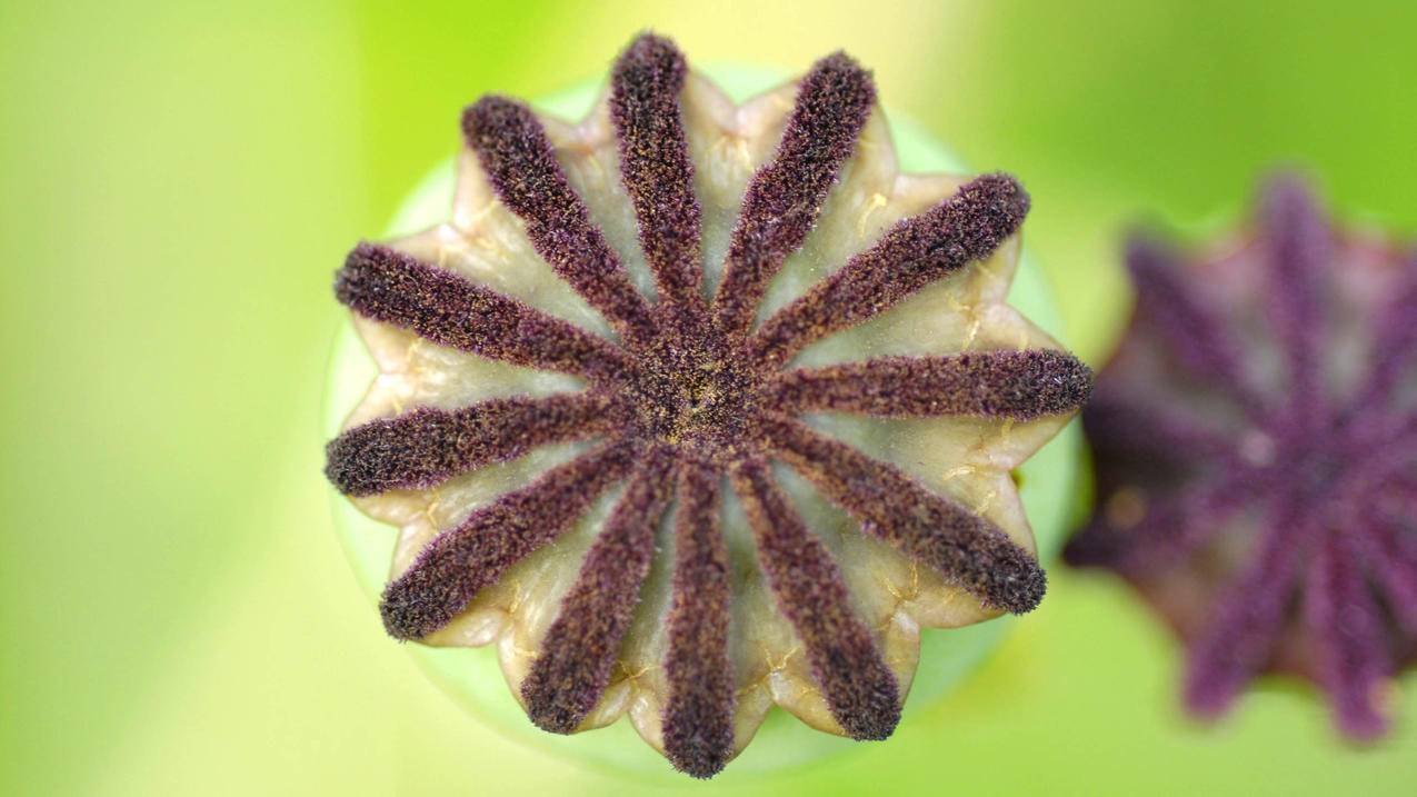 苹果id账号qq格式是什么_苹果id账号格式是什么样的 - 各区苹果ID - 55dz账号网