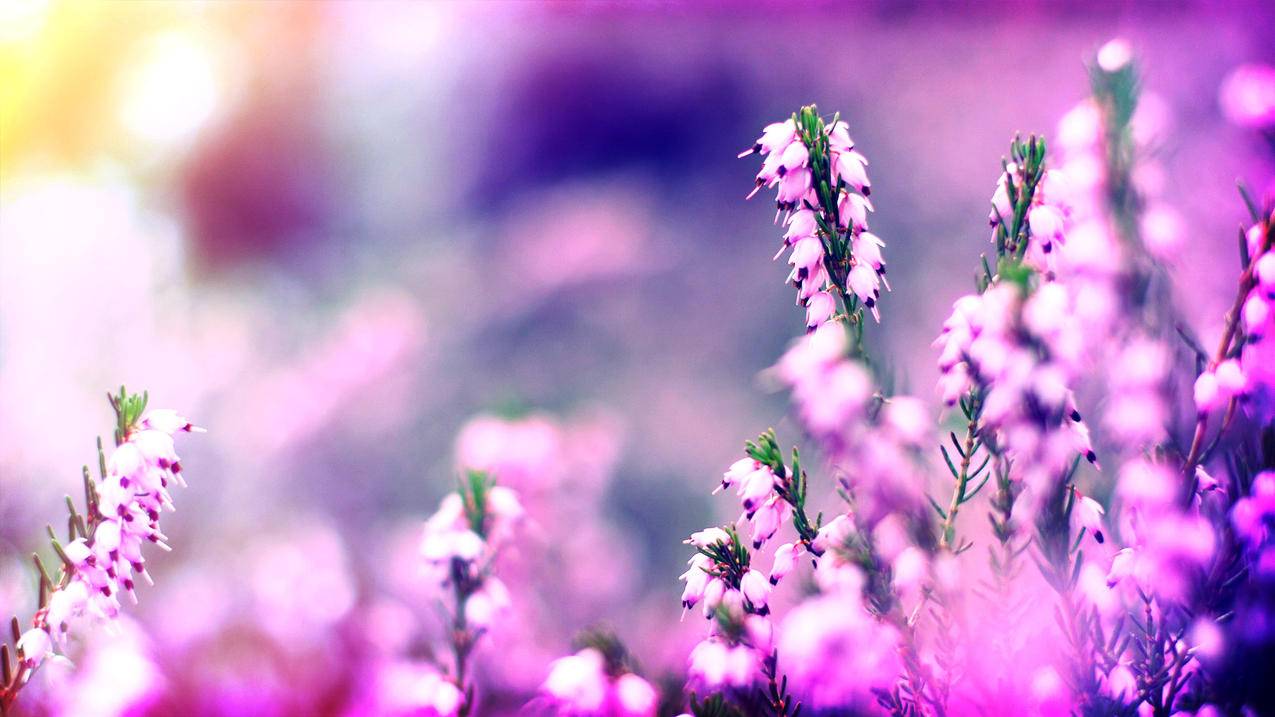 登录越南apple id要输入其他iphone的解锁密码（越南苹果id账号密码） - 各区苹果ID - 55dz账号网