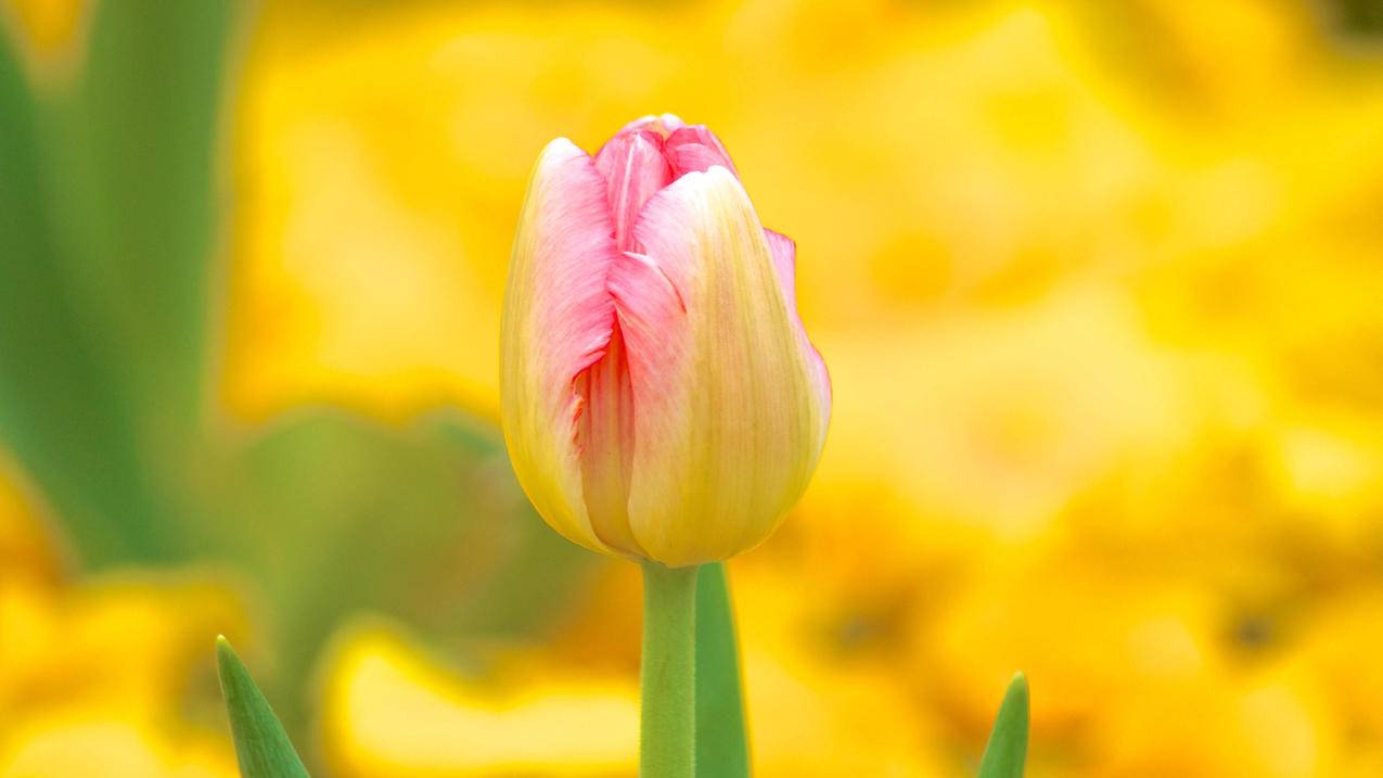 美服appleid官网登录_美服appleid地址 - 美国苹果ID - 55dz账号网