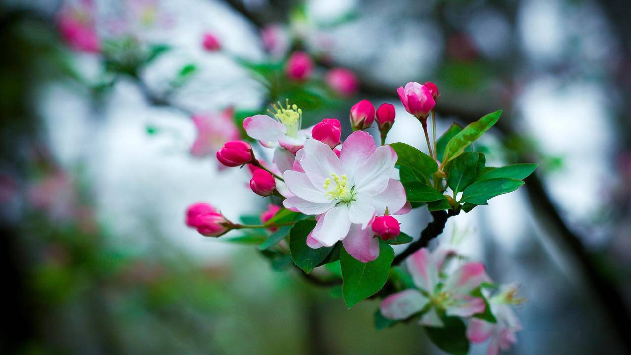 苹果id在哪里看 ， 苹果id在哪里查找  - 55dz账号网