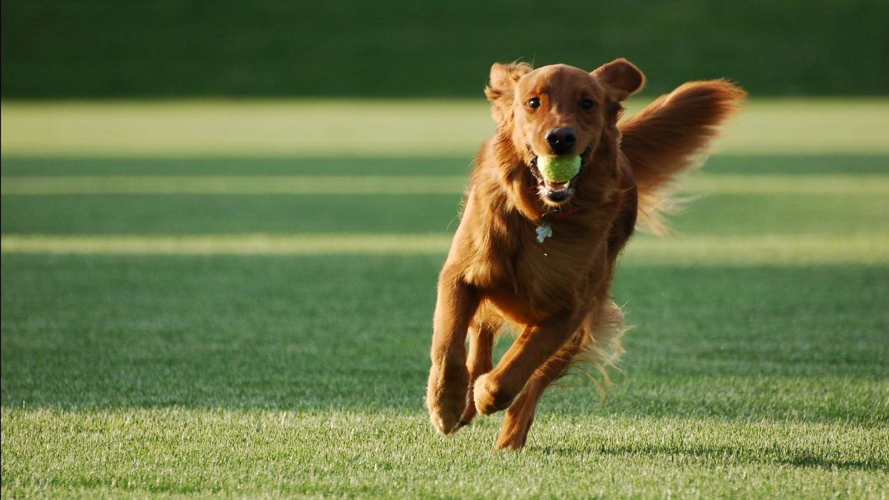日本appleid显示别人的电脑登录_苹果日本ID在商店无法登录 - 日本苹果ID - 55dz账号网