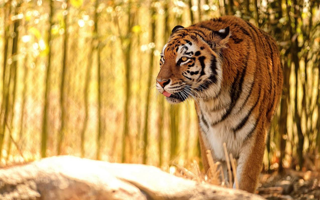 skype中文怎么念_skype的中文是什么 - skype相关 - 55dz账号网