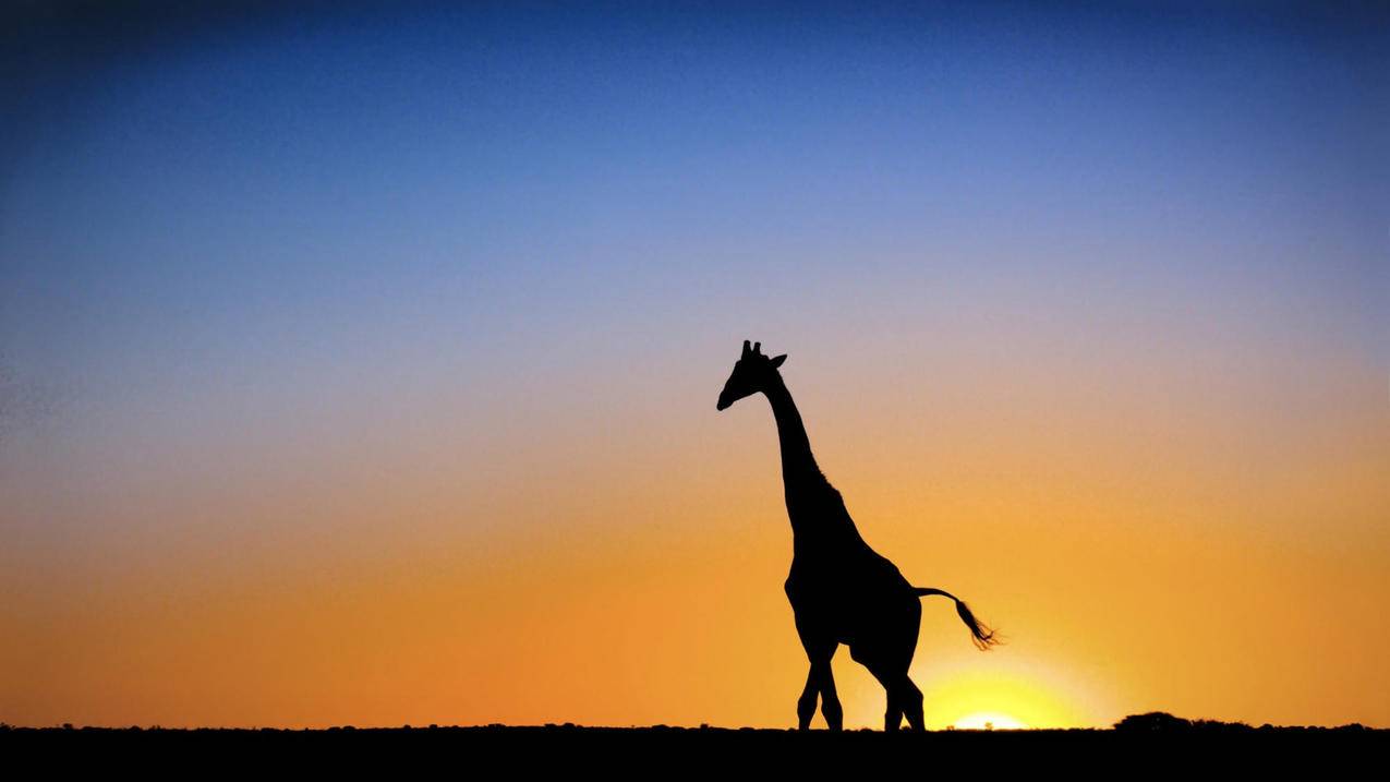 你好,我上网,出现注册页面,需要填写逻辑ID和密码,是怎么回事啊? ， 苹果怎么注册id号?  - 55dz账号网