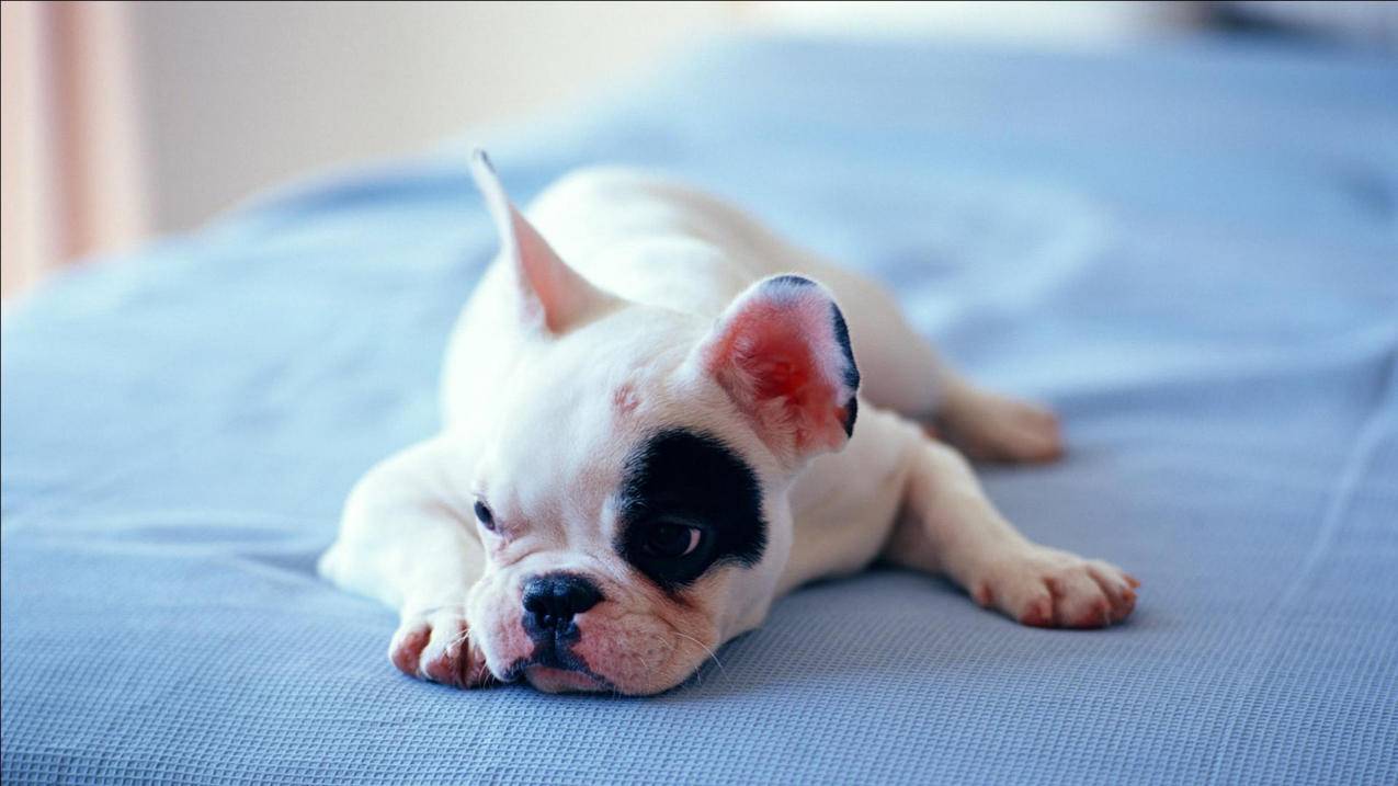 超级火箭加速器-超级火箭加速器下载-安卓 iOS免费加速  ( 什么免费游戏加速器好 ) - 55dz账号网