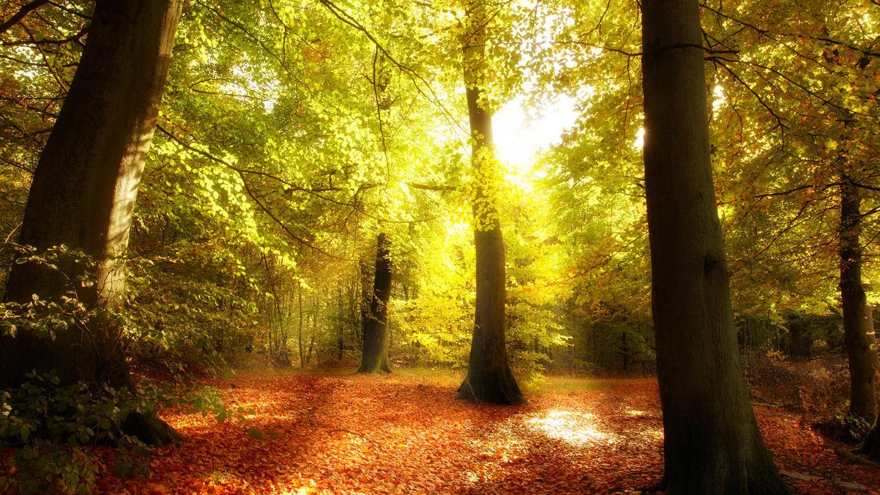 越南苹果id无法登录itunes store - 各区苹果ID - 55dz账号网