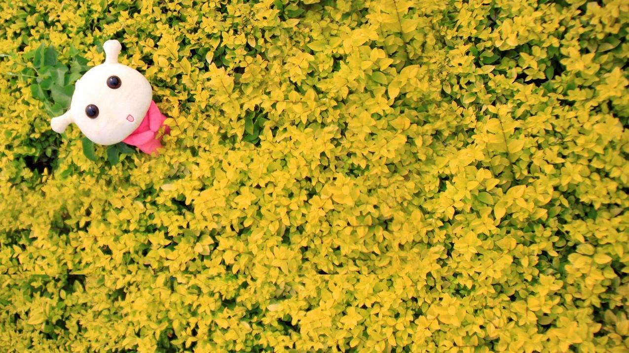 台湾苹果id密码怎么显示出来_台湾的苹果id账号 - 台湾苹果ID - 55dz账号网