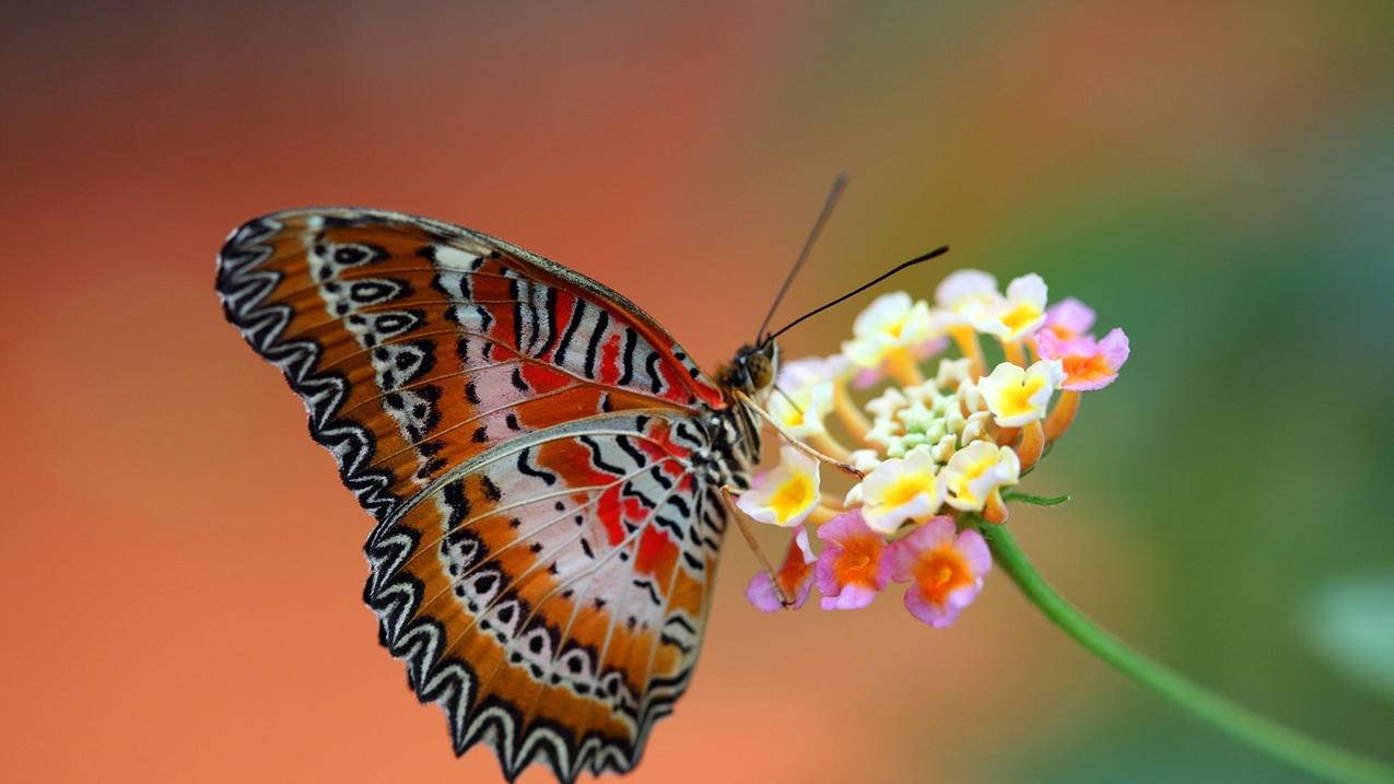 苹果手机初始id怎么查询 ， 如何查注册apple id时的出生日期?  - 55dz账号网