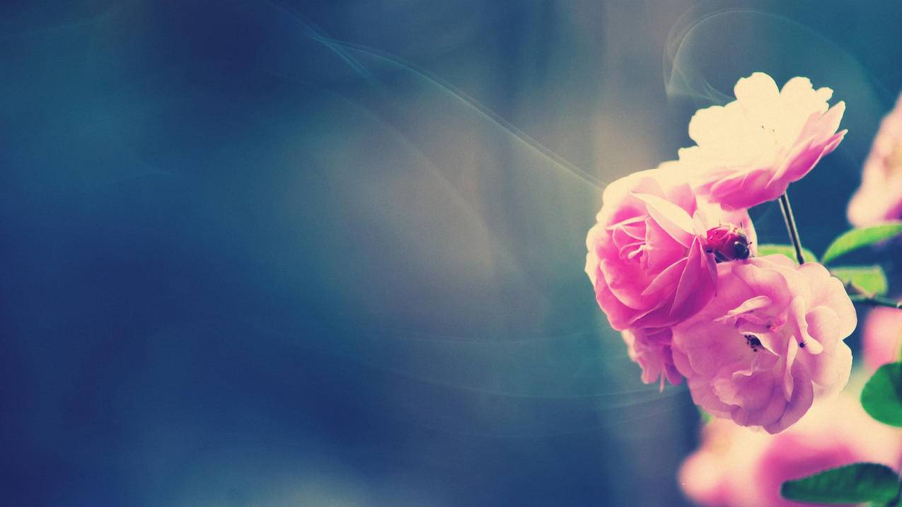 专业刷快手平台 - 24小时下单刷抖音平台,快手低价秒刷业务网站,王者主页免费点赞网站