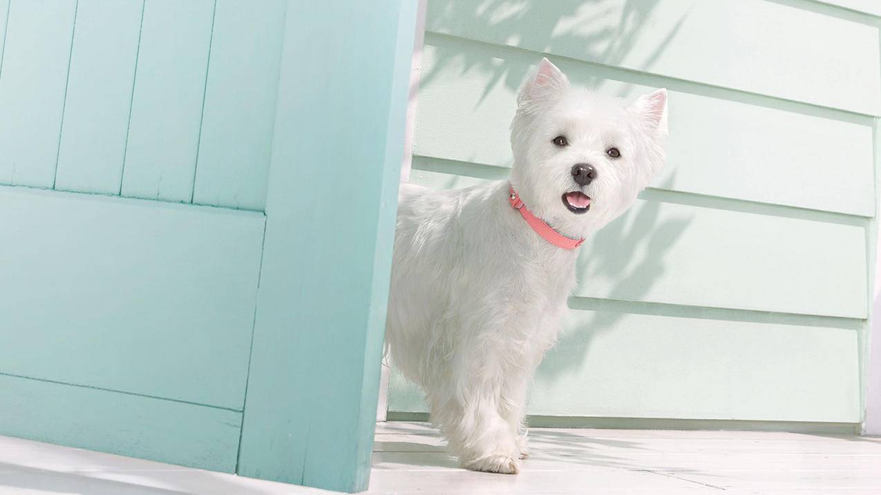 台湾苹果id注册过多无法注册怎么办_苹果id注册太多注册不了怎么办 - 台湾苹果ID - 55dz账号网