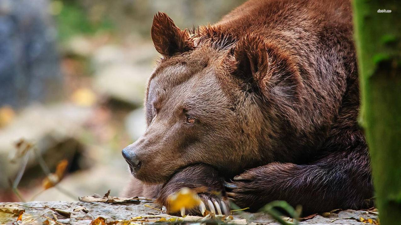 剑魂online手游神兽技能怎么加到6个_剑魂online手游神兽技能怎么加到6个属性 - Line相关 - 55dz账号网