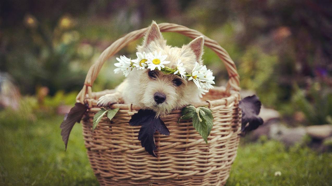 台湾苹果id被锁定是什么样子的_台湾苹果id被锁定是什么样子的图片 - 台湾苹果ID - 55dz账号网