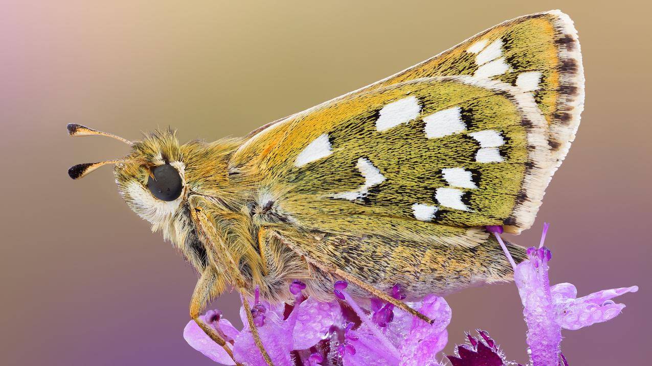 超低价QQ刷空间说说-业务刷赞抖音-qq说说赞20个在线自助下单