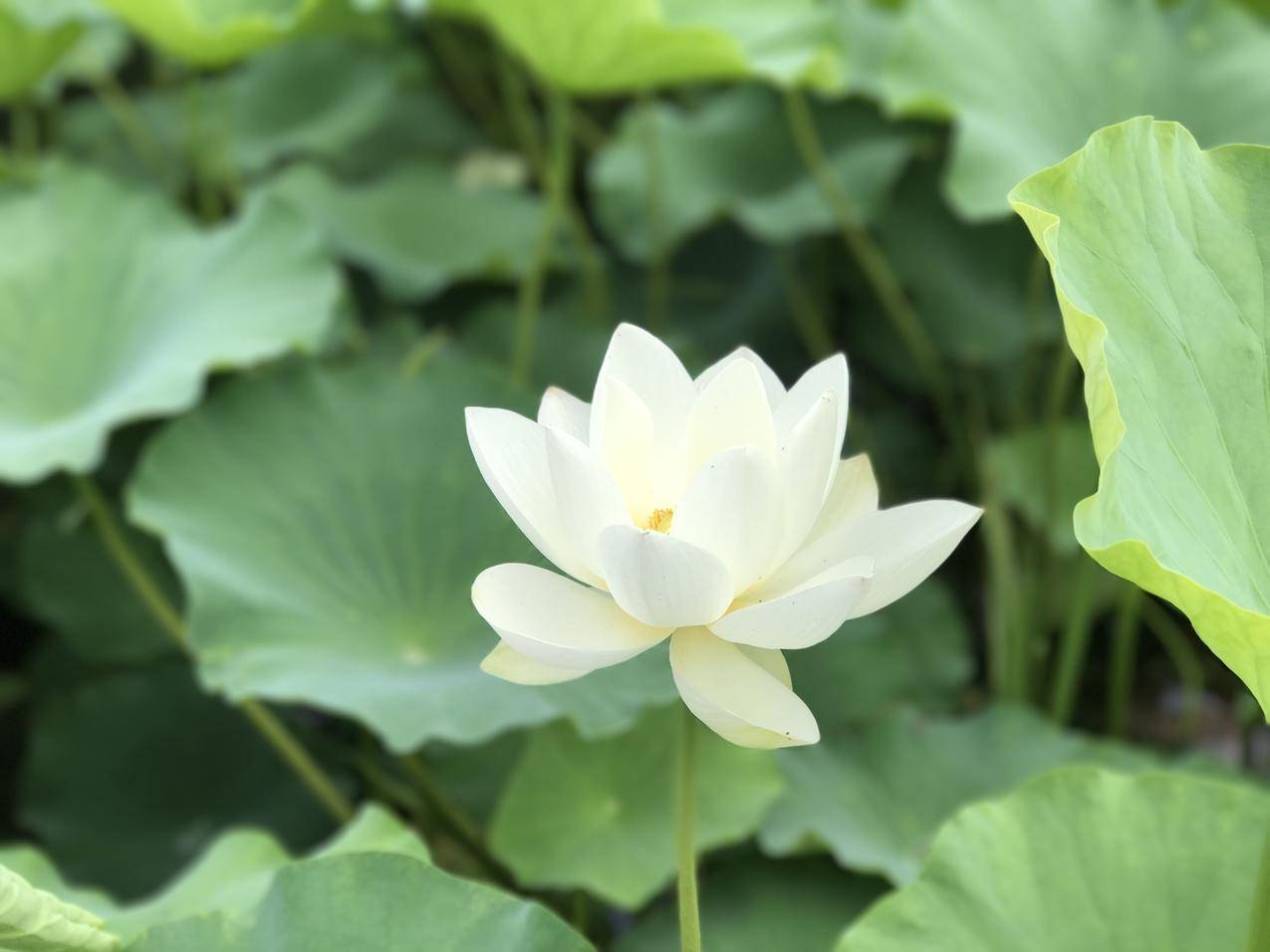 全网最稳最低价自助下单平台QQ-快手点赞一元100个-云少代刷网,qq启明刷赞网