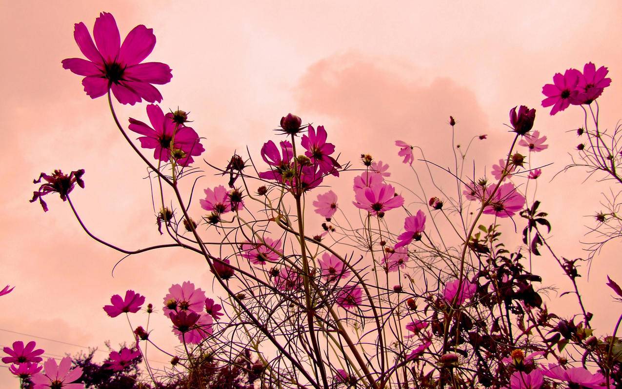 最新版的googleplay服务20.12.04_最新版的googleplay服务框架2020 - google相关 - 55dz账号网