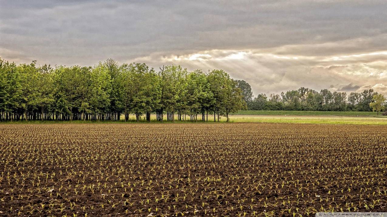 小红书如何检测脸型？简单准确的脸型测试方法 - 网络资讯 - ks业务下单