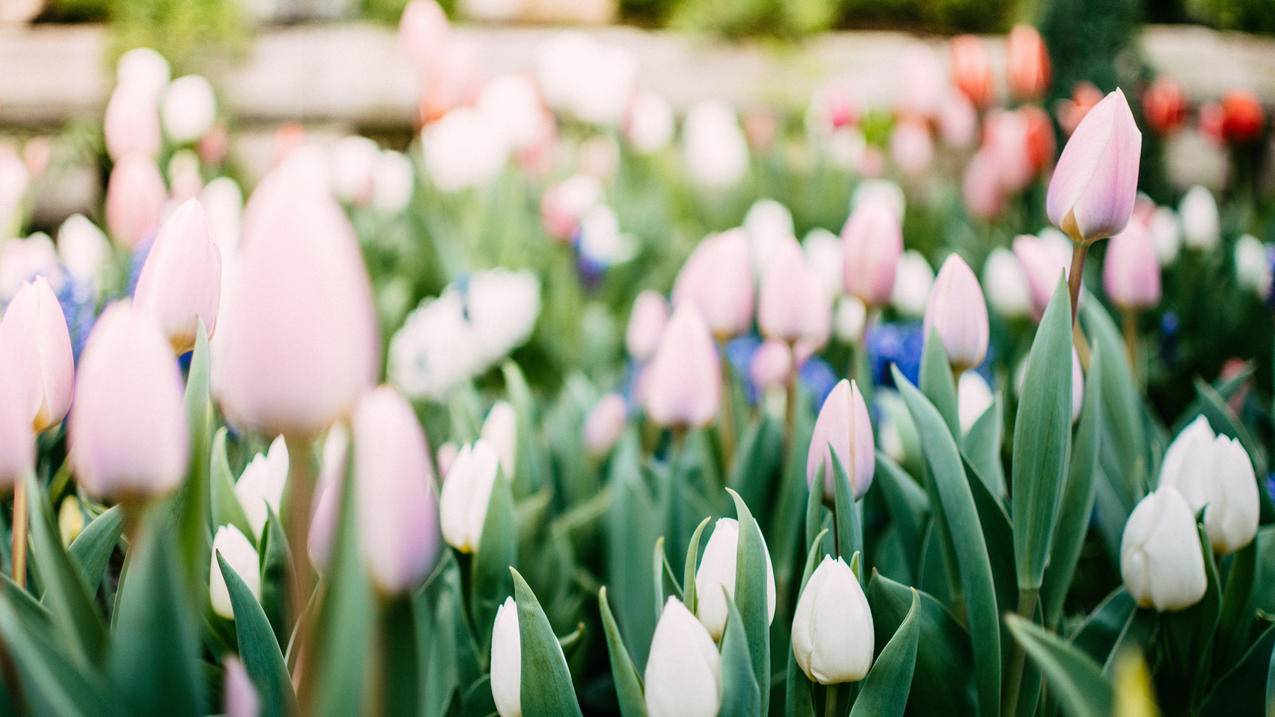 appleid注册邮箱无法使用_appleid注册邮箱无效 - 美国苹果ID - 55dz账号网