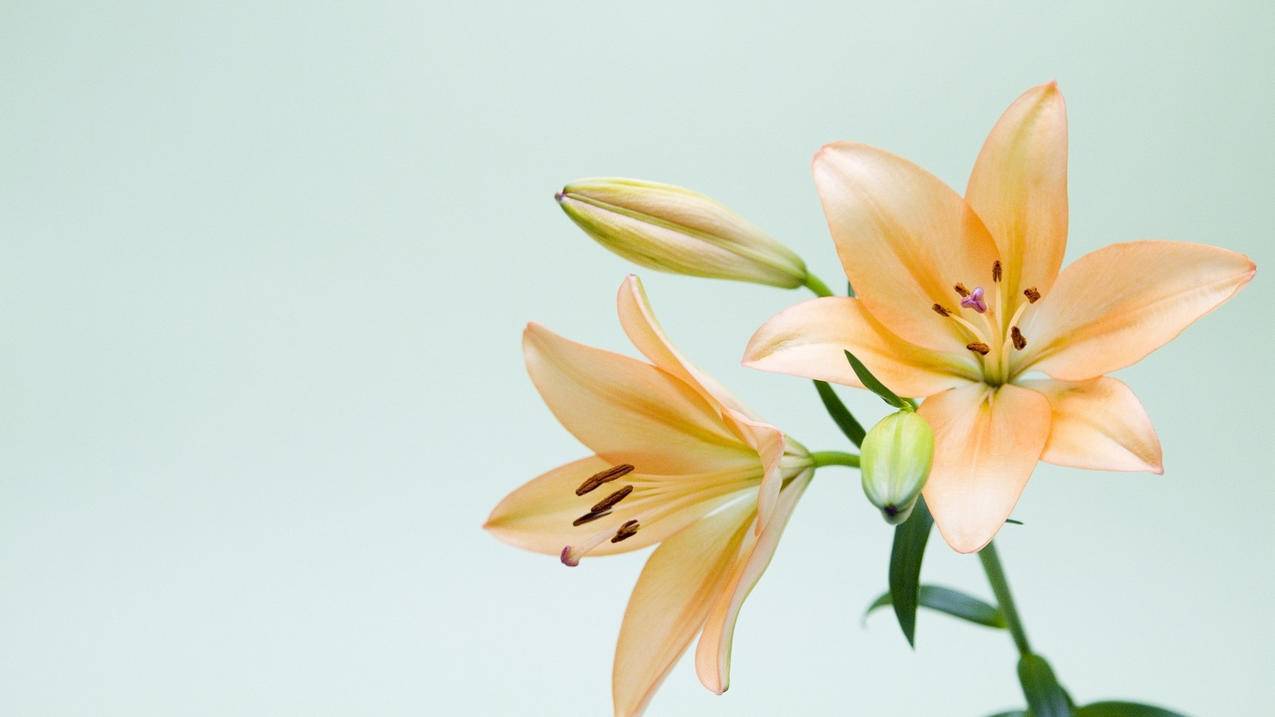 同用一个菲律宾苹果id定位另一个手机知道吗 - 各区苹果ID - 55dz账号网