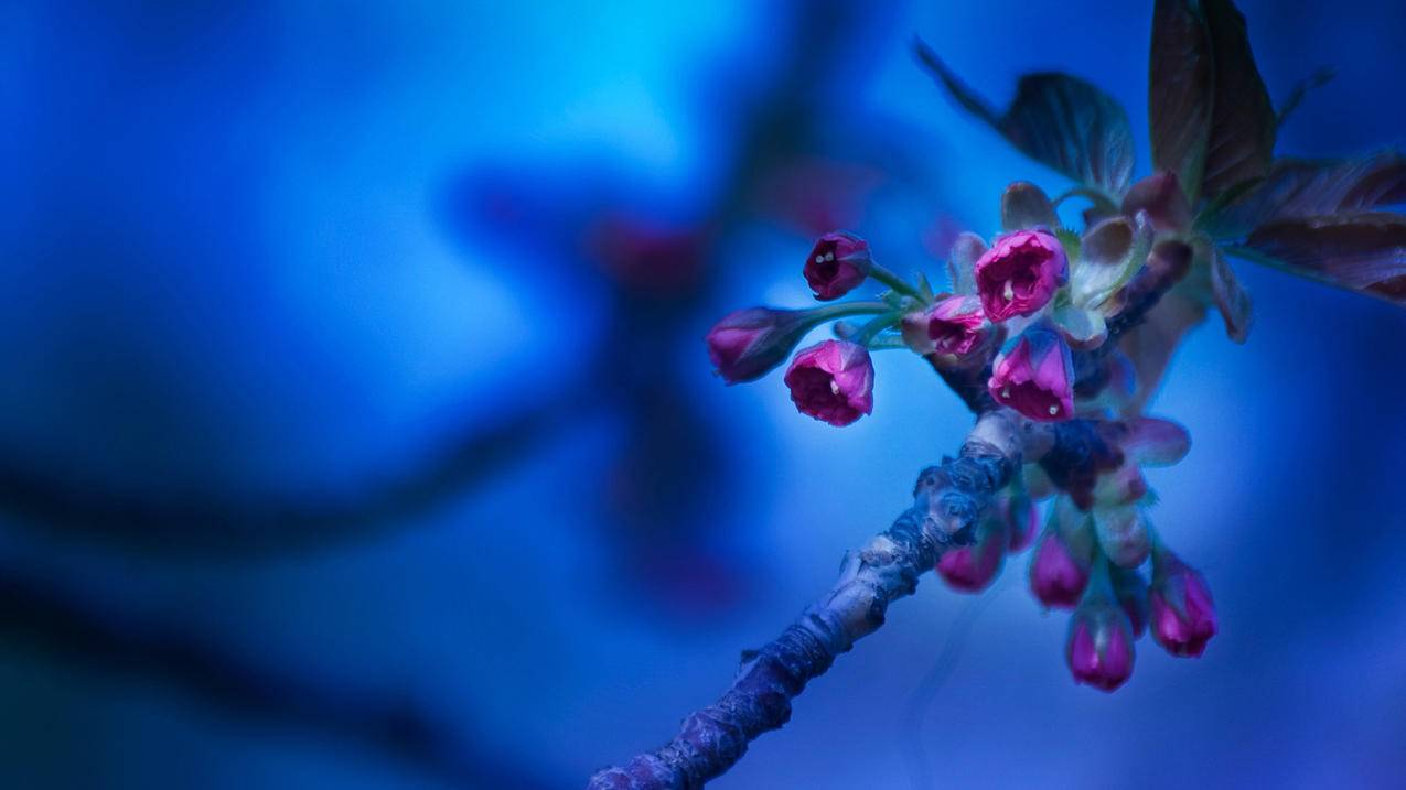 创建日本appleid怎么填写_怎么创建日本的appleid - 日本苹果ID - 55dz账号网