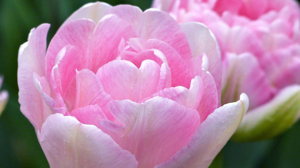 ssr加速器免费_sssr加速器 - 注册外服方法 - 55dz账号网