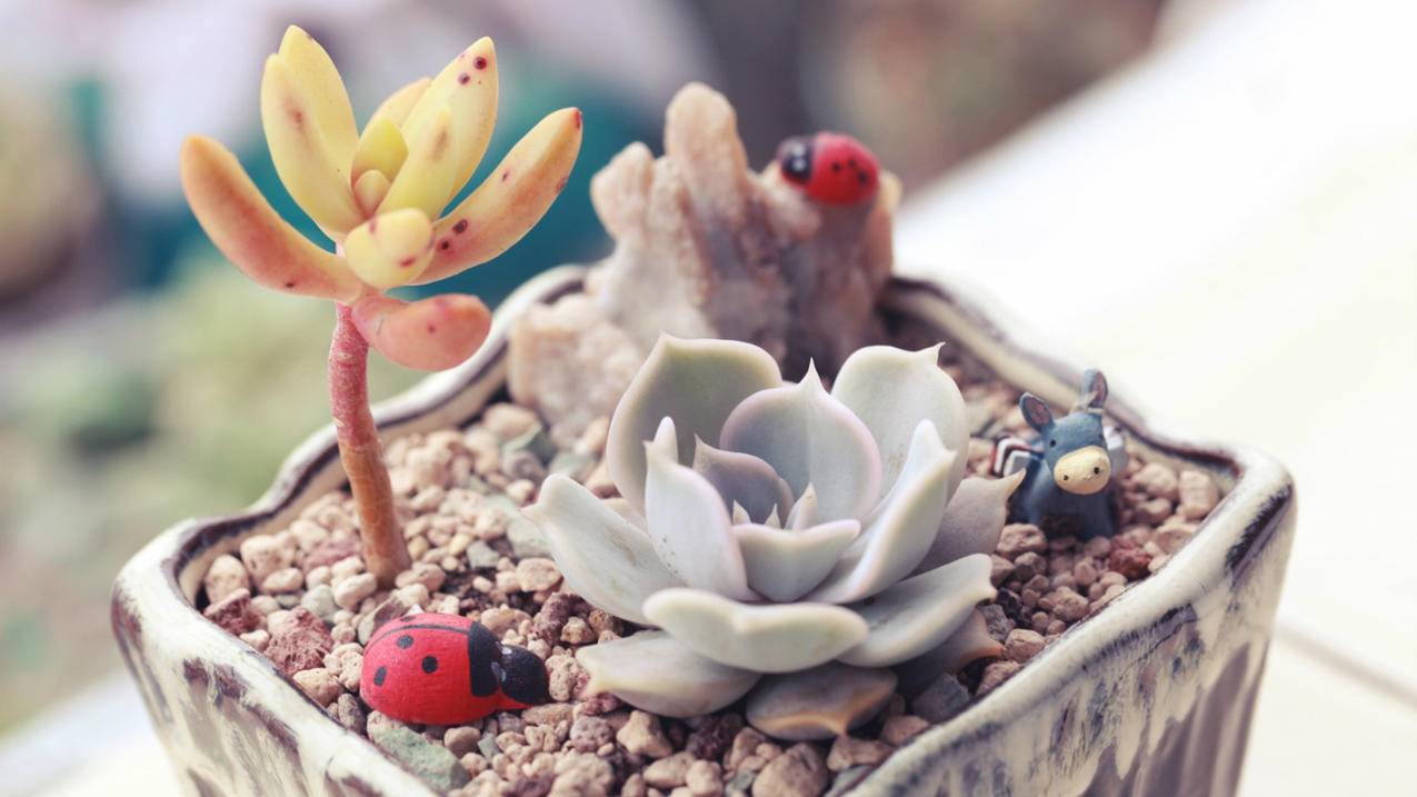 同一个icloud苹果手机照片怎么不能同步呢 ， 苹果手机照片icloud无法同步是什么原因?  - 55dz账号网