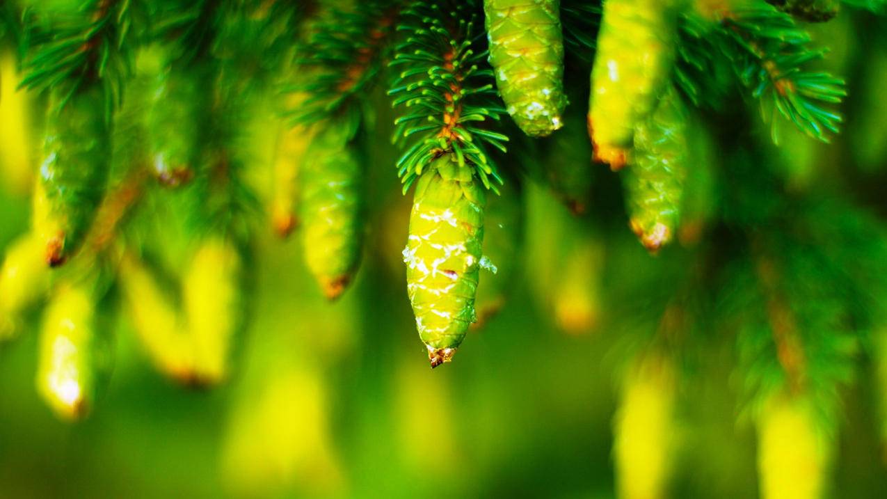 fifaonline4闪回巅峰托雷斯模型_fifa online4闪回巅峰 - Line相关 - 55dz账号网