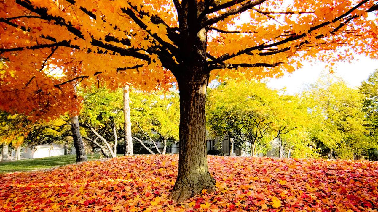 怎么样可以把苹果手机充值的钱退回来? ， 苹果id充值的钱能退吗  - 55dz账号网