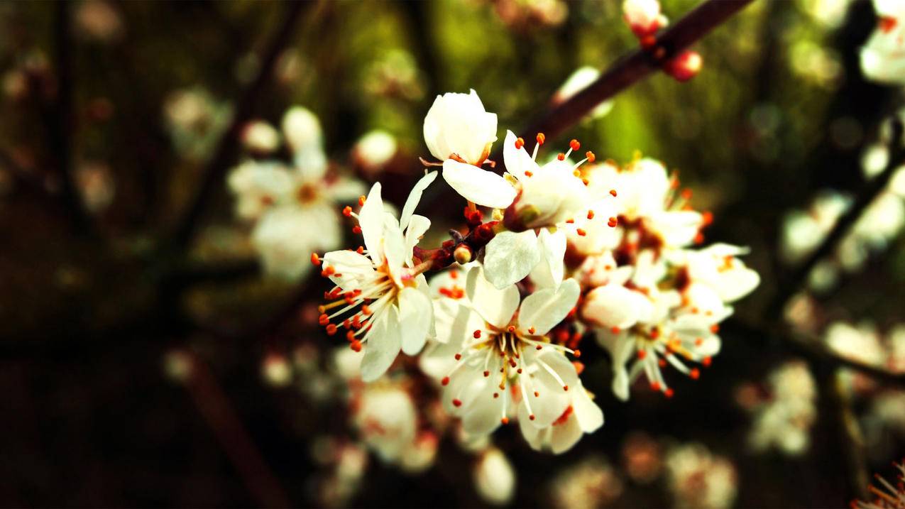 如何查看Apple ID充值、消费记录 ， 怎么查看Apple ID账户余额、消费记录  - 55dz账号网