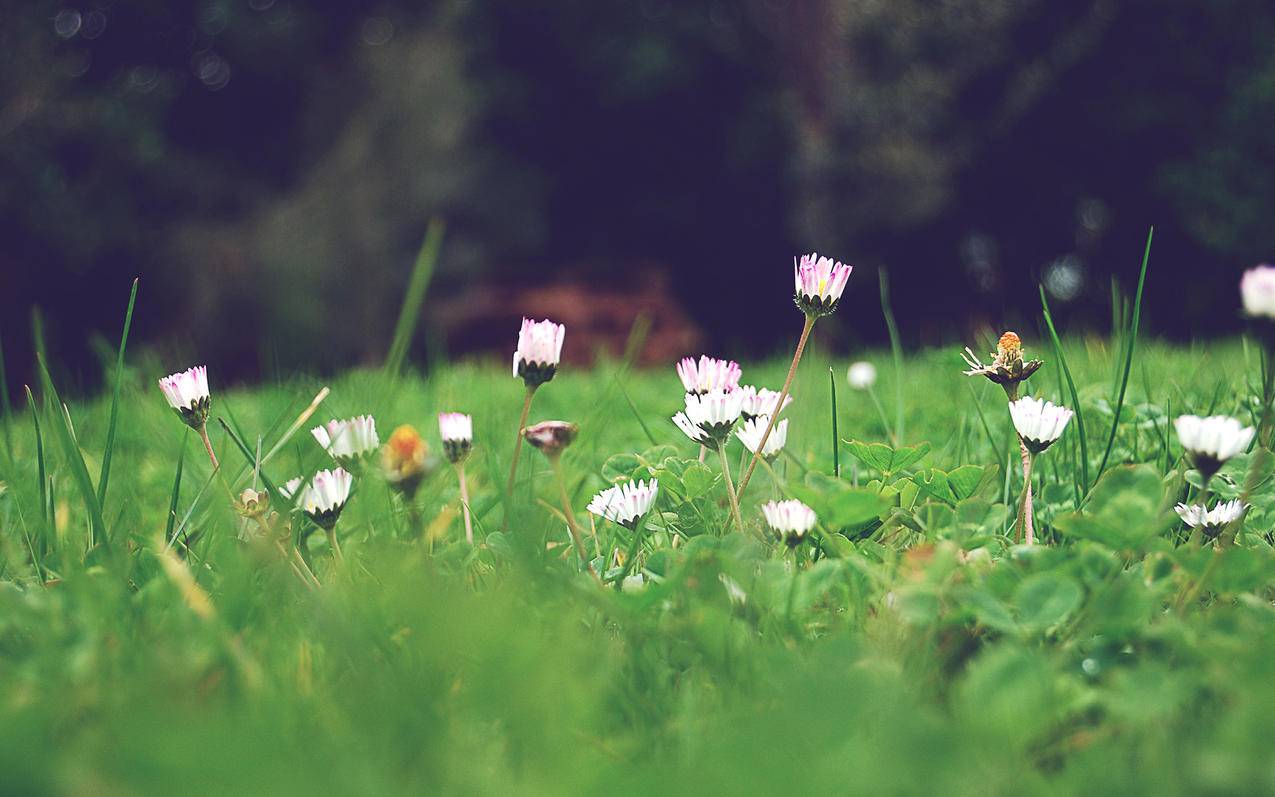 QQ空间买赞 - 快手在线刷粉丝